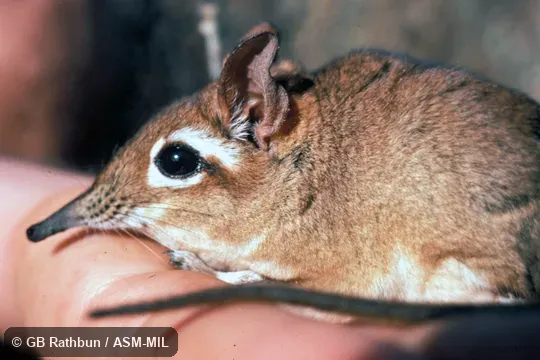 Close-up of head.  Formerly Elephantulus rufescens.  Also as Rufous Elephant-shrew|East African Long-eared Sengi|East African Long-eared Elephant-shrew|Rufous Spectacled Sengi|Rufous Spectacled Elephant-shrew|Spectacled Sengi|Spectacled Elephant-shrew.