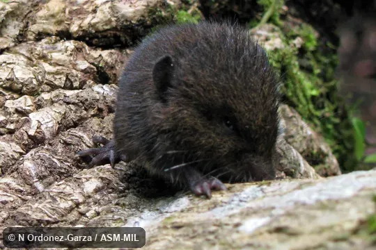 Frontal view, showing head and feet.  Also as Alston's Brown Mouse|Alston's Singing Mouse.