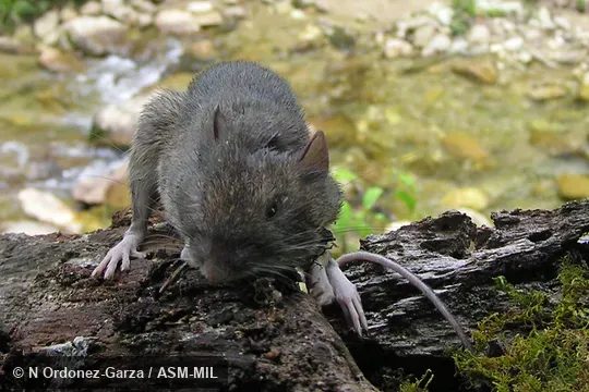 Frontal view, showing head, feet, and tail