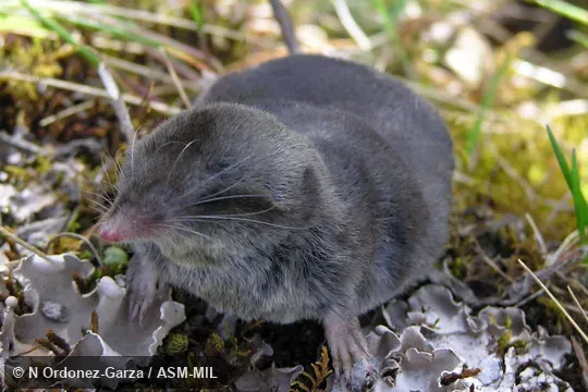 Anterior view, showing front feet and head.  Formerly Soricomorpha.
