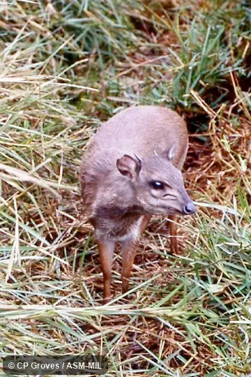 Frontal, dorsal view of adult.  Philantomba monticola monticola.  Also as Cape Blue Duiker.