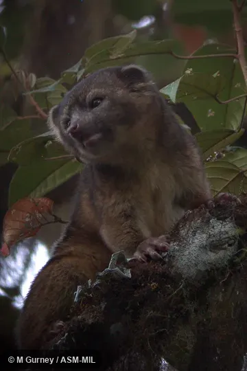 Adult in tree