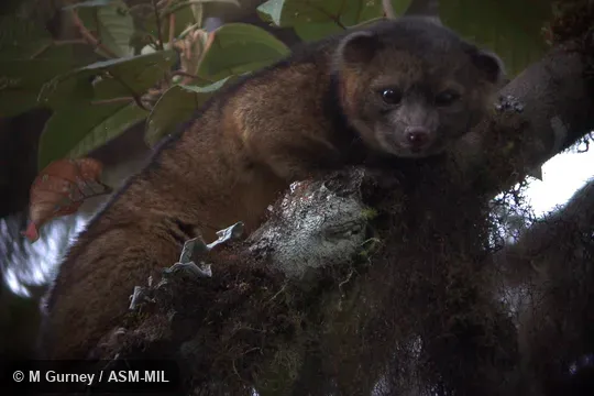 Adult in tree