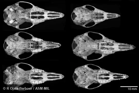 Ventral views of skulls of recognized species of Caenolestes.  B is considered conspecific with F.