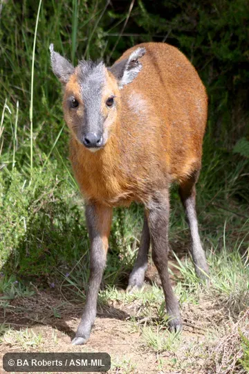 Anterior view of adult.  Formerly Cephalophus nigrifrons hooki, Black-fronted Duiker.  Also as Cephalophus hooki, Mt. Kenya Duiker.