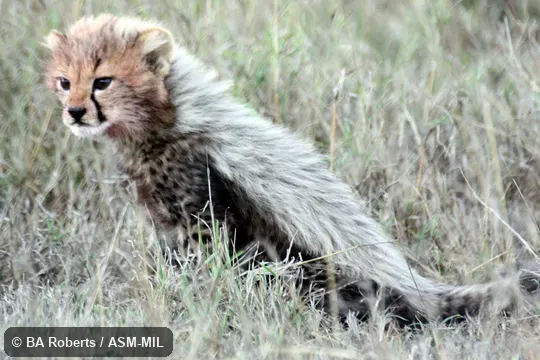 Juvenile, showing reversed color pattern