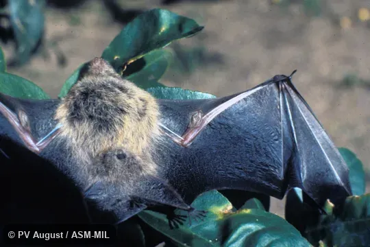 Ventral view showing wing sacs.  Also as Greater White-lined Bat.