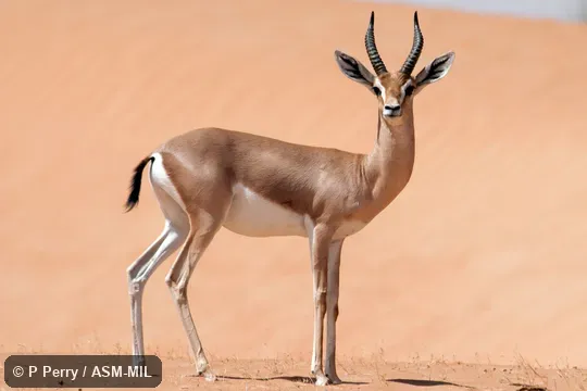 Formerly Gazella gazella cora, Mountain Gazelle.  Also as Gazella cora, Arabian Mountain Gazelle.