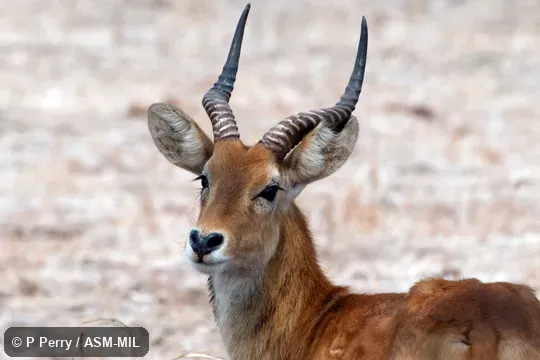 Kobus vardonii senganus