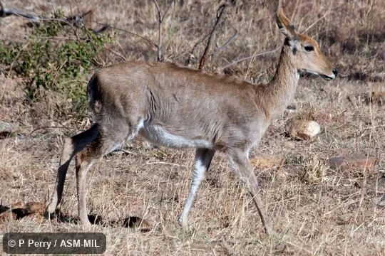 Redunca fulvorufula fulvorufula.  Also as Southern Mountain Reedbuck.