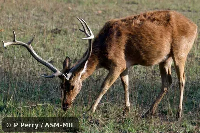 Rucervus duvaucelii branderi, Hard-ground Barasingha|Southern Barasingha|Southern Swamp Deer.