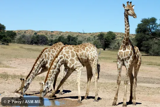 Giraffa giraffa giraffa.  Formerly as Giraffa camelopardalis giraffa or Giraffa giraffa, Cape Giraffe, South African Giraffe.