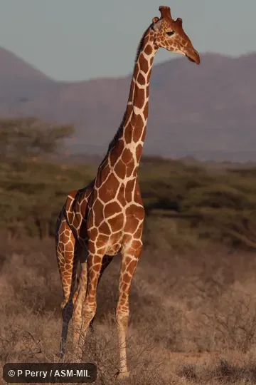 Also as Giraffa camelopardalis reticulata.  Also as Somali Giraffe