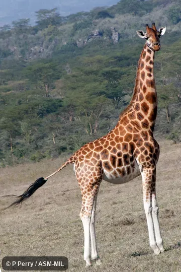 Giraffa camelopardalis camelopardalis.  Formerly Giraffa camelopardalis rothschildi, Rothschild Giraffe|Baringo Giraffe|Ugandan Giraffe.