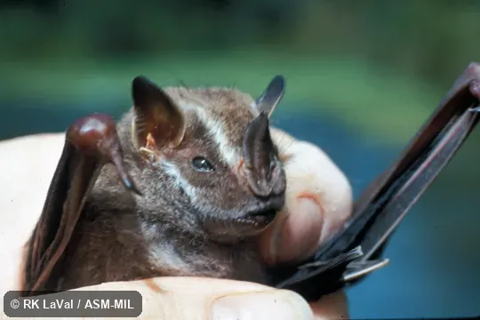 Close-up of head.  Also as Dwarf Big-eyed Bat.