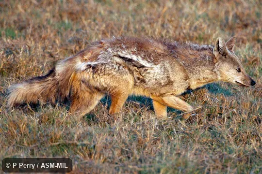Formerly Canis adustus|Lupulella adustus.