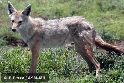 Canis lupaster bea.  Formerly Canis aureus bea, Golden Jackal.  Also as Canis anthus.  Also as African Golden Wolf|African Wolf|Egyptian Wolf.