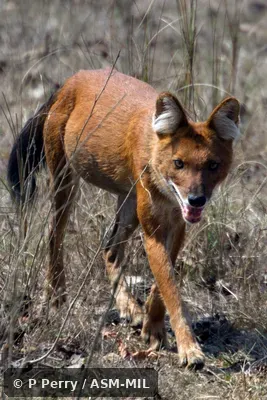 Also as Asiatic or Indian Wild Dog. Also as Asiatic or Indian Wild Dog.