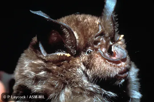 Close-up of head.  Also as Arabian Horseshoe Bat|Cretzschmar's Horseshoe Bat.