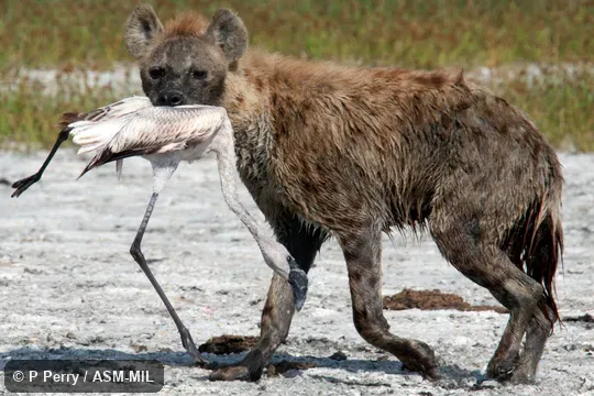 With juvenile flamingo prey