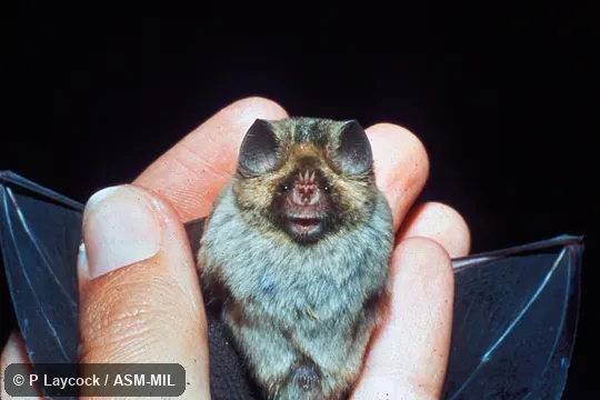 Close-up front view, hand-held.  Formerly in Hipposideridae.  Also as African Trident-nosed Bat|East African Trident Bat|Percival's Short-eared Bat|Percival's Short-eared Trident Bat|Short-eared Trident Bat.