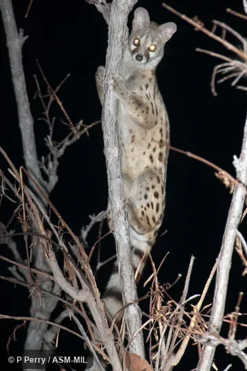 Formerly Genetta maculata.  Also as Central African Large-spotted Genet.