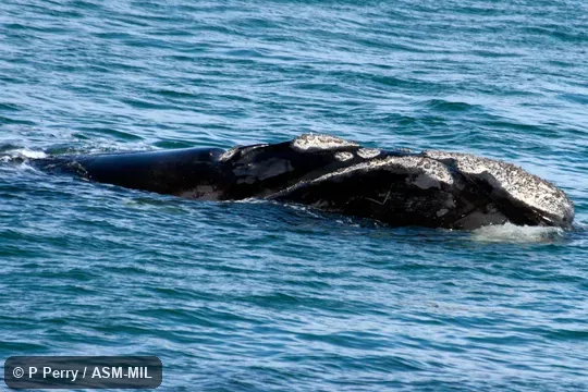 Formerly in order Cetacea.