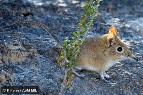 Identified by Galen Rathbun.  Also as Bushveld Elephant-shrew.