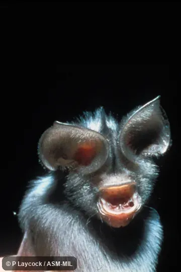 Close-up front view of immature.  Also as Cape Leaf-nosed Bat · Common African Leaf-nosed Bat · Lesser Leaf-nosed bat ·  Sundevall's Leaf-nosed Bat.