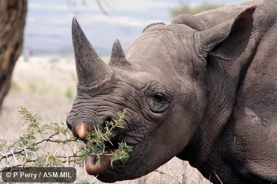 Also as Hook-lipped Rhinoceros, Prehensile-lipped Rhinoceros.