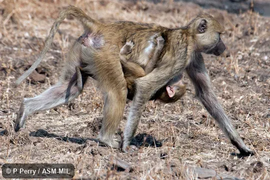Formerly Papio cynocephalus kindae.  Also as Kinda Yellow Baboon.