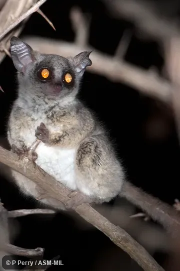 Also as Mohol Galago|Moholi Bushbaby|Moholi Galago|South African Galago|South African Lesser Galago|Moholi Bushbaby.