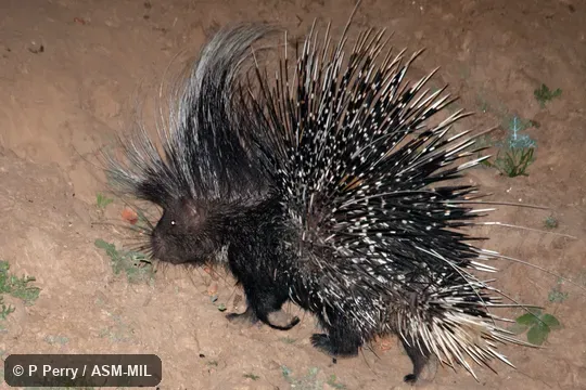 Also as North African Crested Porcupine.