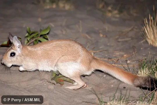 Also as South African Spring Hare, Southern African Springhaas.