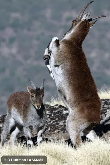 Also as Abyssinian Ibex|Ethiopian Ibex.
