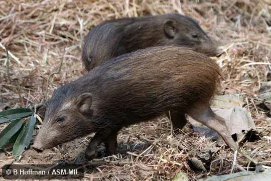 Formerly as Sus salvanius.