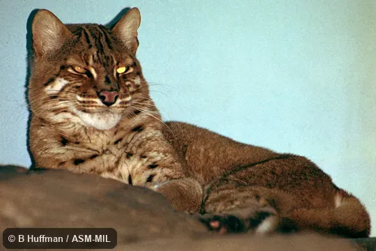 Also as Temminck's Cat.