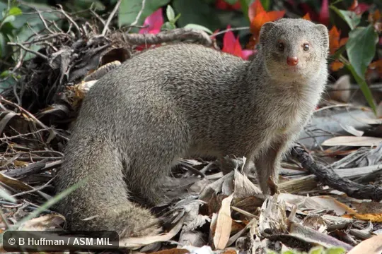 Formerly Herpestes edwardsii.