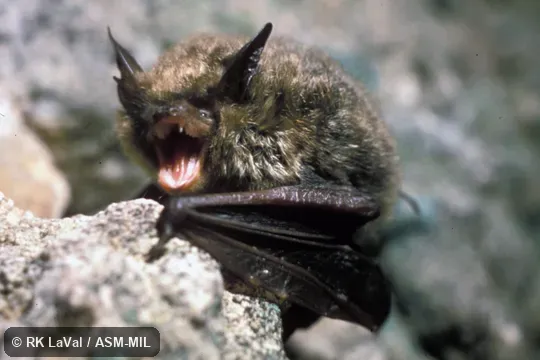 Side view, resting upright.  Also as Northern Bat|Northern Long-eared Bat|Northern Long-eared Myotis.