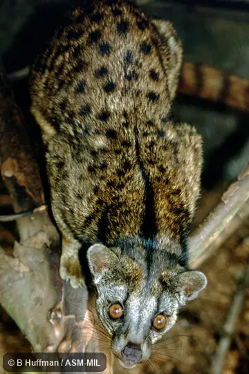 Individual of 1006027
