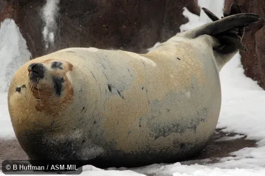 Also as Greenland Seal|Saddleback Seal.