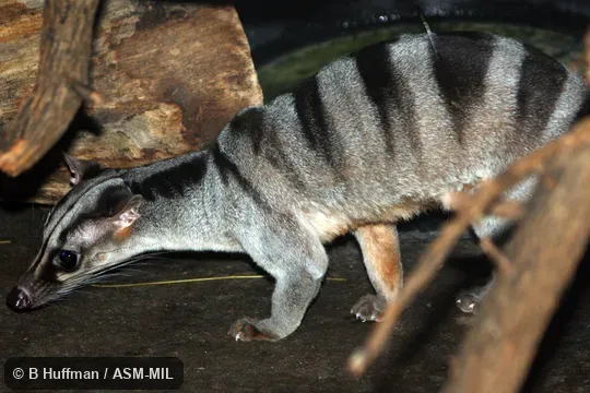 Individual of 1006095