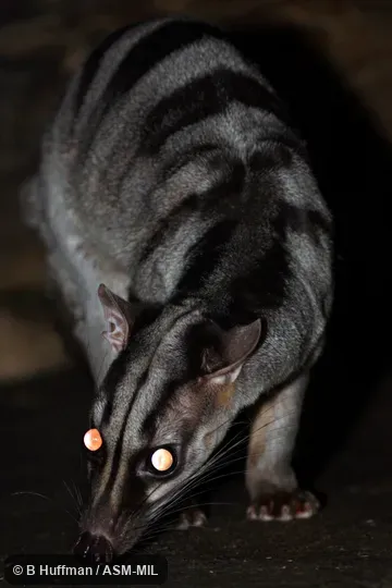 Individual of 1006095
