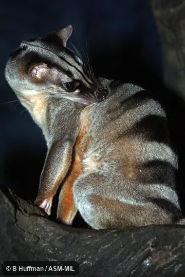 Individual of 1006095