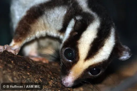 Also as Common Striped Possum|Striped Possum.