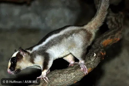 Also as Common Striped Possum, Striped Possum.
