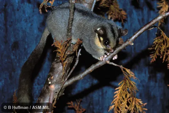 Also as Fairy Possum.