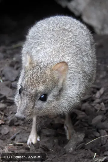 Formerly Bettongia penicillata, Brush-tailed Bettong.  Also as Brush-tailed Rat-kangaroo.