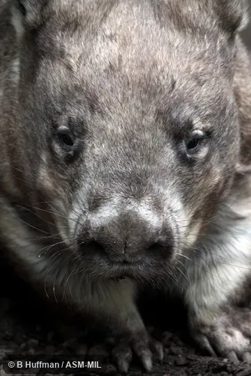 Also as Broad-fronted Wombat|Long-eared Wombat|Plains Wombat|Soft-furred Wombat.