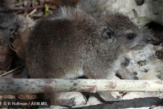 Dendrohyrax validus neumanni, Zanzibar Tree Hyrax.  Also as Tree Dassie.  Formerly part of Dendrohyrax arboreus, Southern Tree Hyrax.
